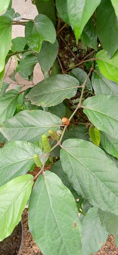 Piper retrofractum (Javanese long pepper) — photo