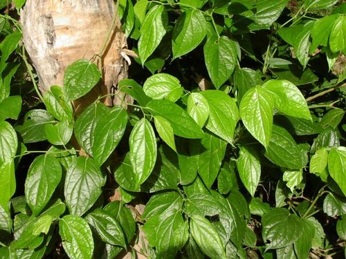 Piper ribesioides (Laos chili wood) — photo