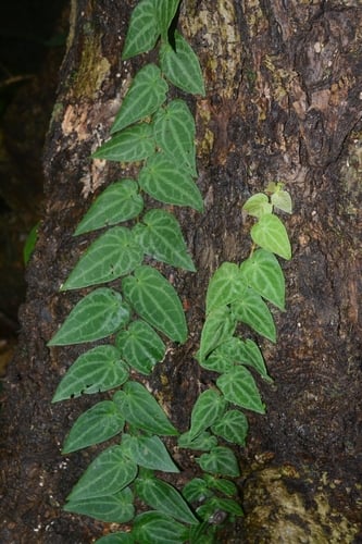 Piper ribesioides