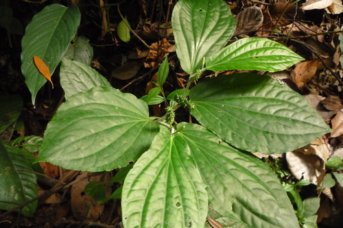 Piper rostratum