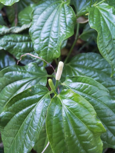 Piper sarmentosum (Lolot pepper) — photo