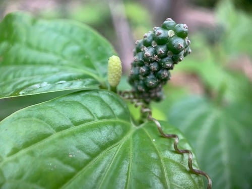 Piper sarmentosum (Lolot pepper) — photo