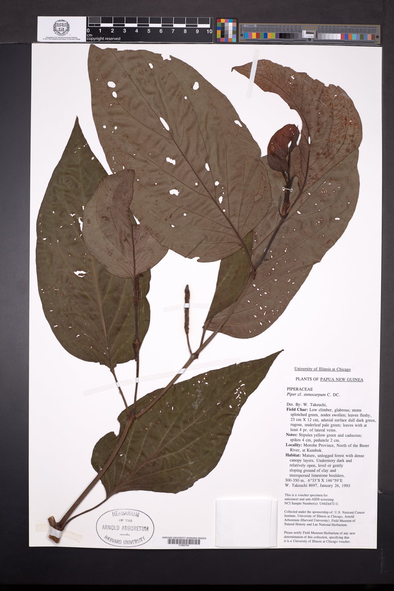 Piper stenocarpum