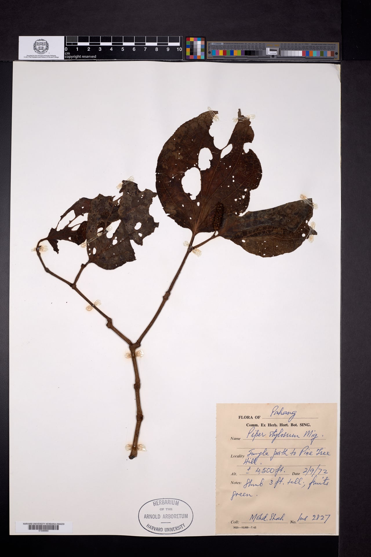 Piper stylosum (Kadok hutan) — photo
