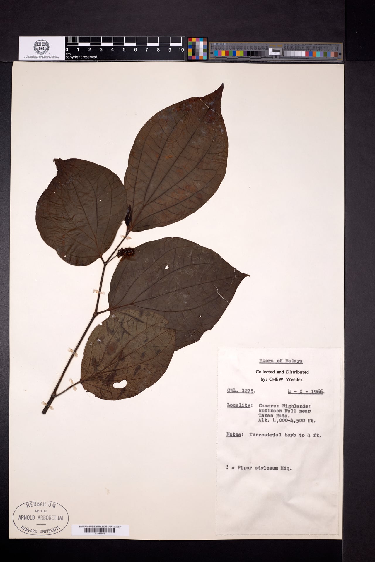 Piper stylosum (Kadok hutan) — photo
