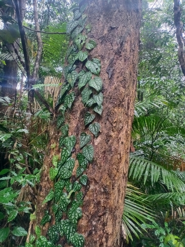Piper sylvaticum (Mountain long pepper) — photo