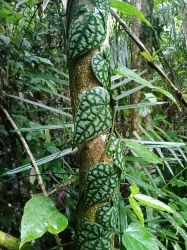Piper sylvaticum (Mountain long pepper) — photo