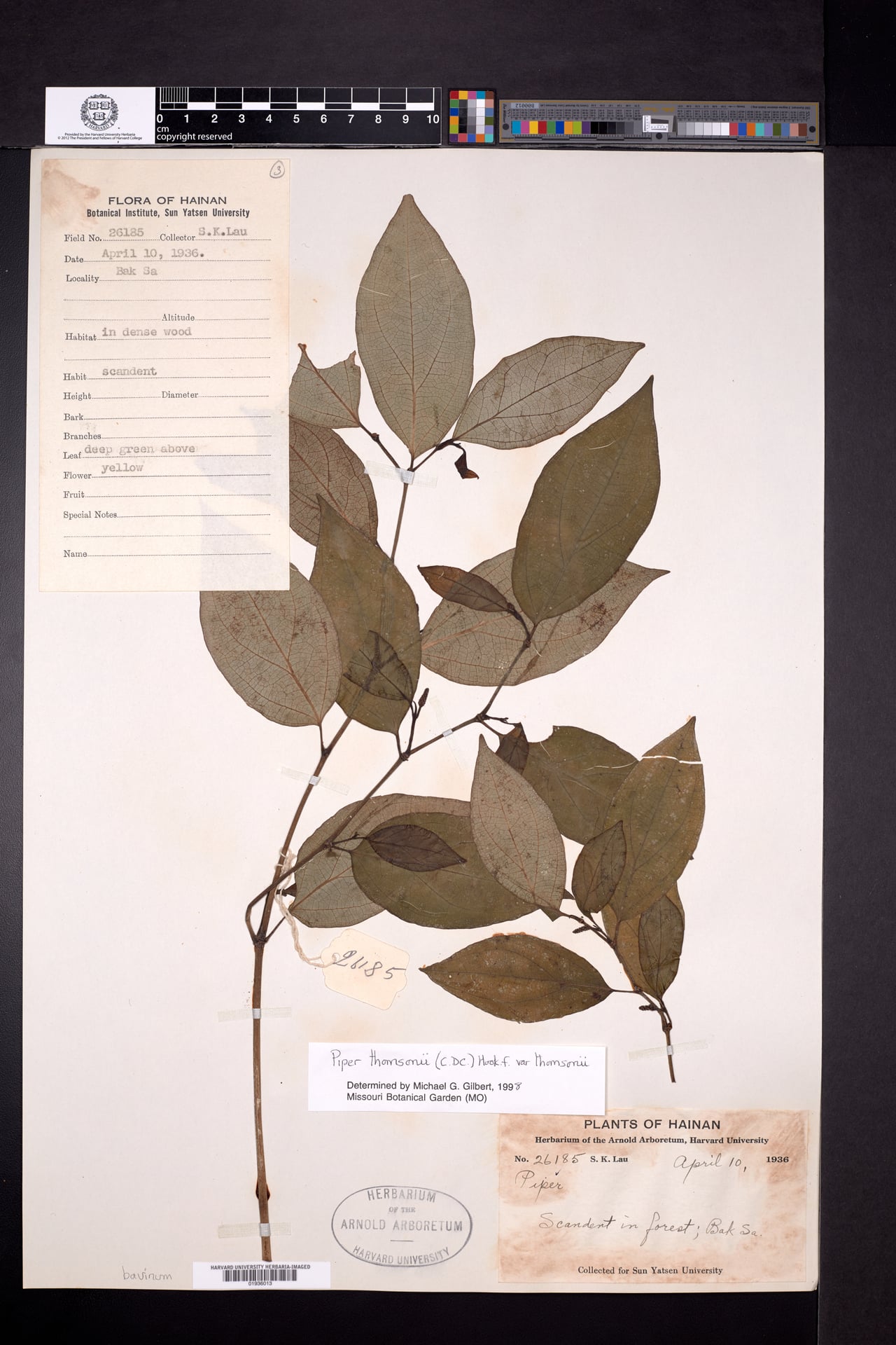Piper thomsonii (Yorho-hamang) — photo