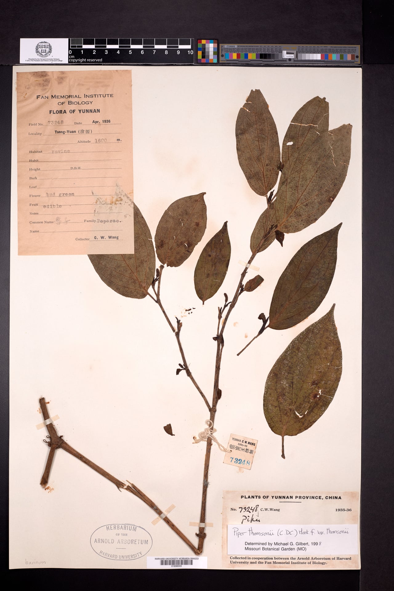 Piper thomsonii (Yorho-hamang) — photo