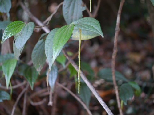 Piper trichostachyon (Pouched pepper) — photo