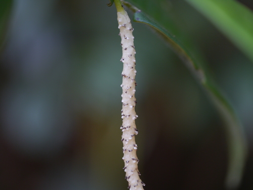 Piper trichostachyon (Pouched pepper) — photo