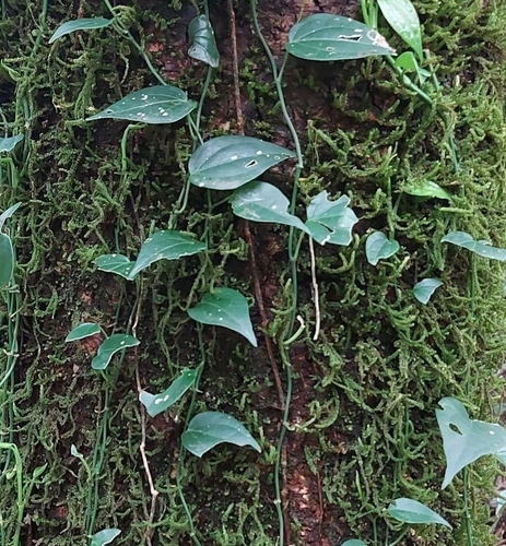 Piper trichostachyon