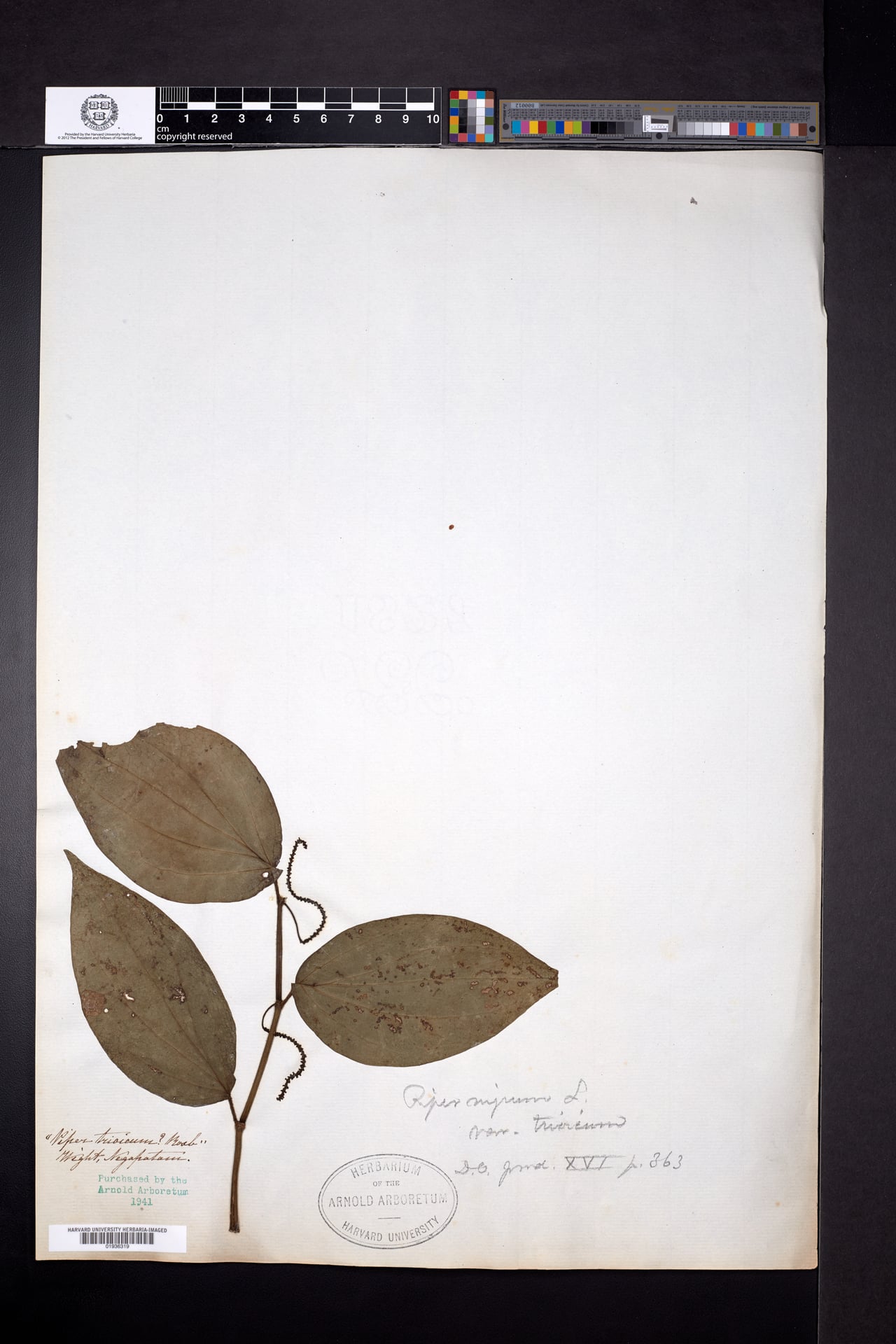 Piper trioicum