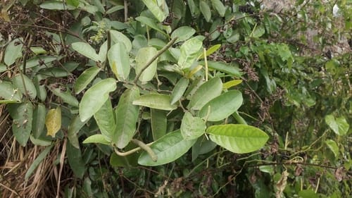 Piper tuberculatum (Tuberculate pepper) — photo