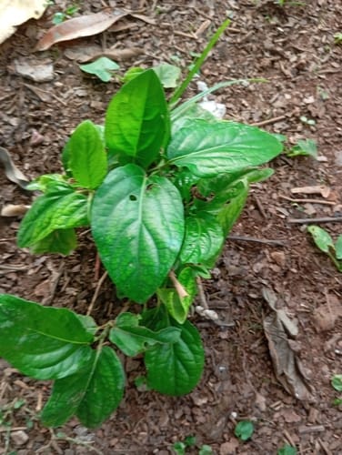 Piper tuberculatum (Tuberculate pepper) — photo
