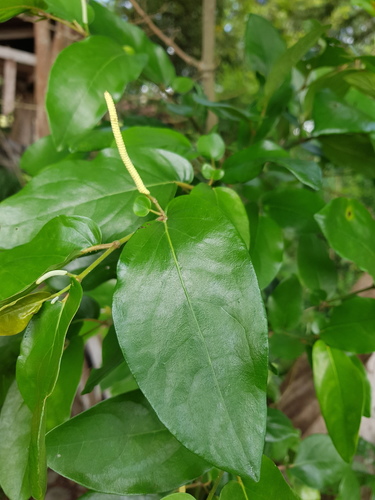 Piper tuberculatum