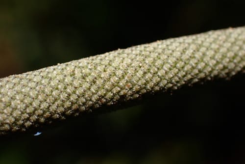 Piper umbellatum