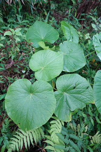 Piper umbellatum var. subpeltatum