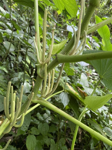 Piper umbellatum var. subpeltatum (Kuramba) — photo
