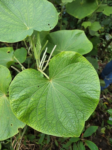 Piper umbellatum var. subpeltatum (Kuramba) — photo