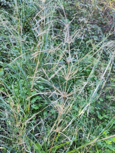 Piptatherum miliaceum (Rice millet) — photo