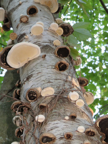 Piptoporus betulinus (Birch polypore) — photo