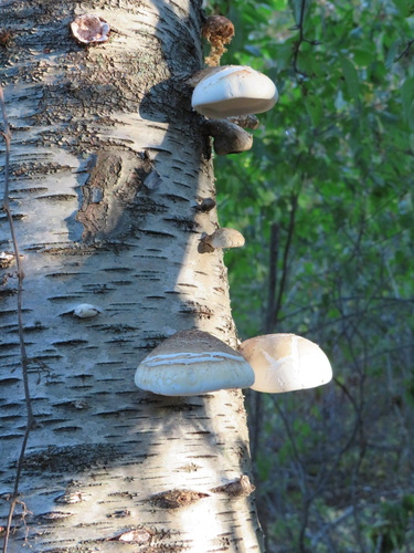 Piptoporus betulinus (Birch polypore) — photo
