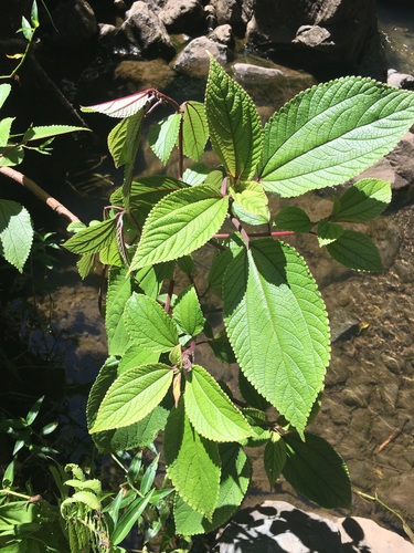 Pipturus albidus — photo