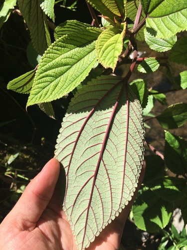 Pipturus albidus — photo