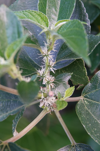 Pipturus arborescens (Dalunot) — photo