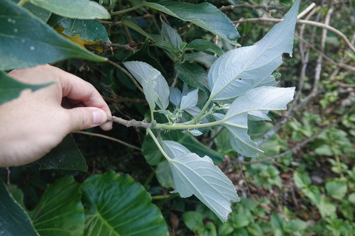 Pipturus arborescens (Dalunot) — photo