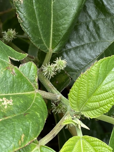 Pipturus argenteus (Native Mulberry) — photo