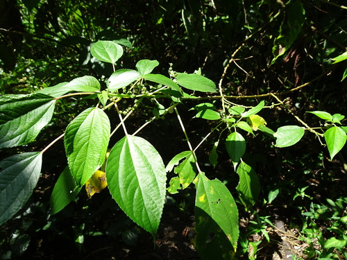 Pipturus argenteus (Native Mulberry) — photo