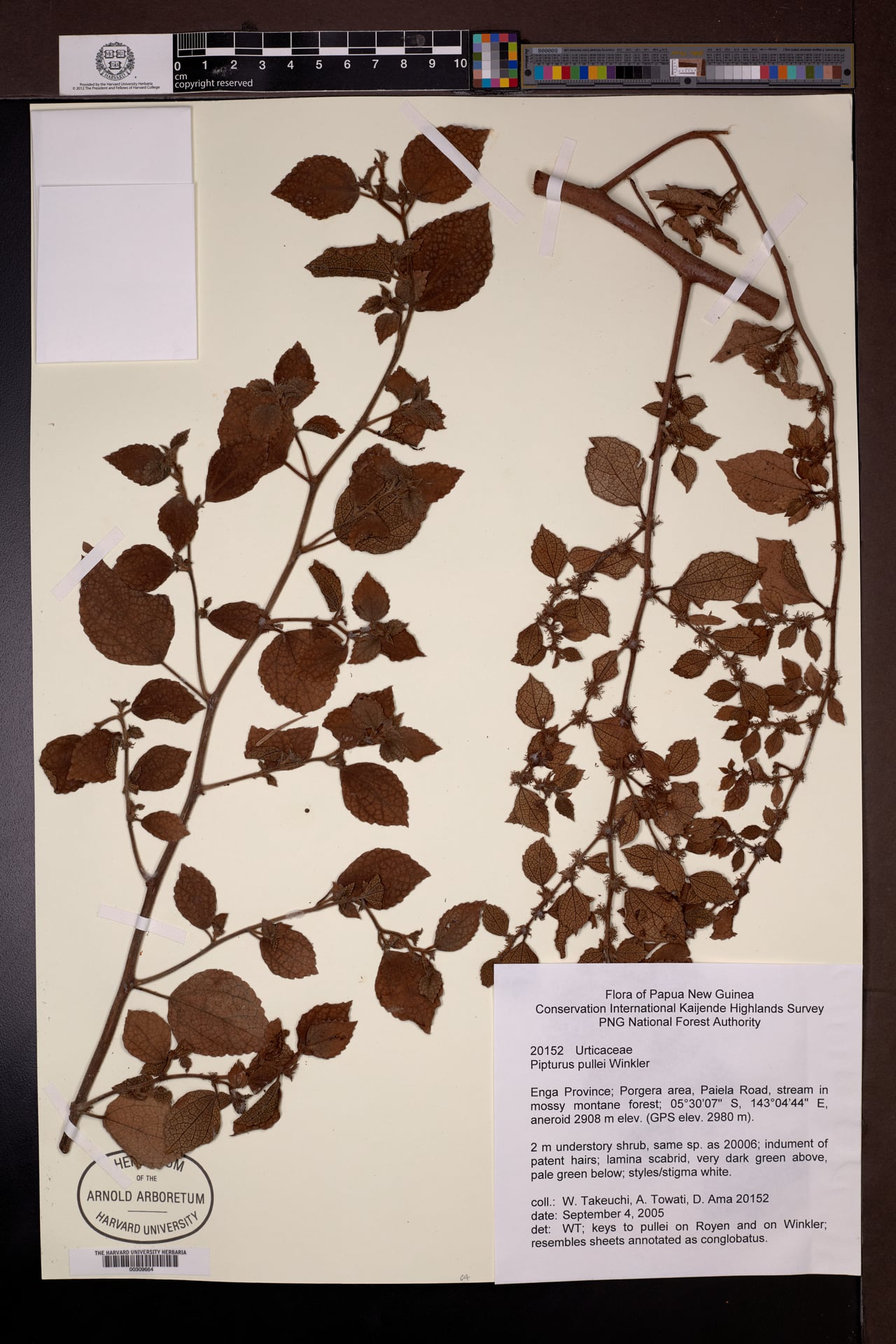Pipturus pullei — photo