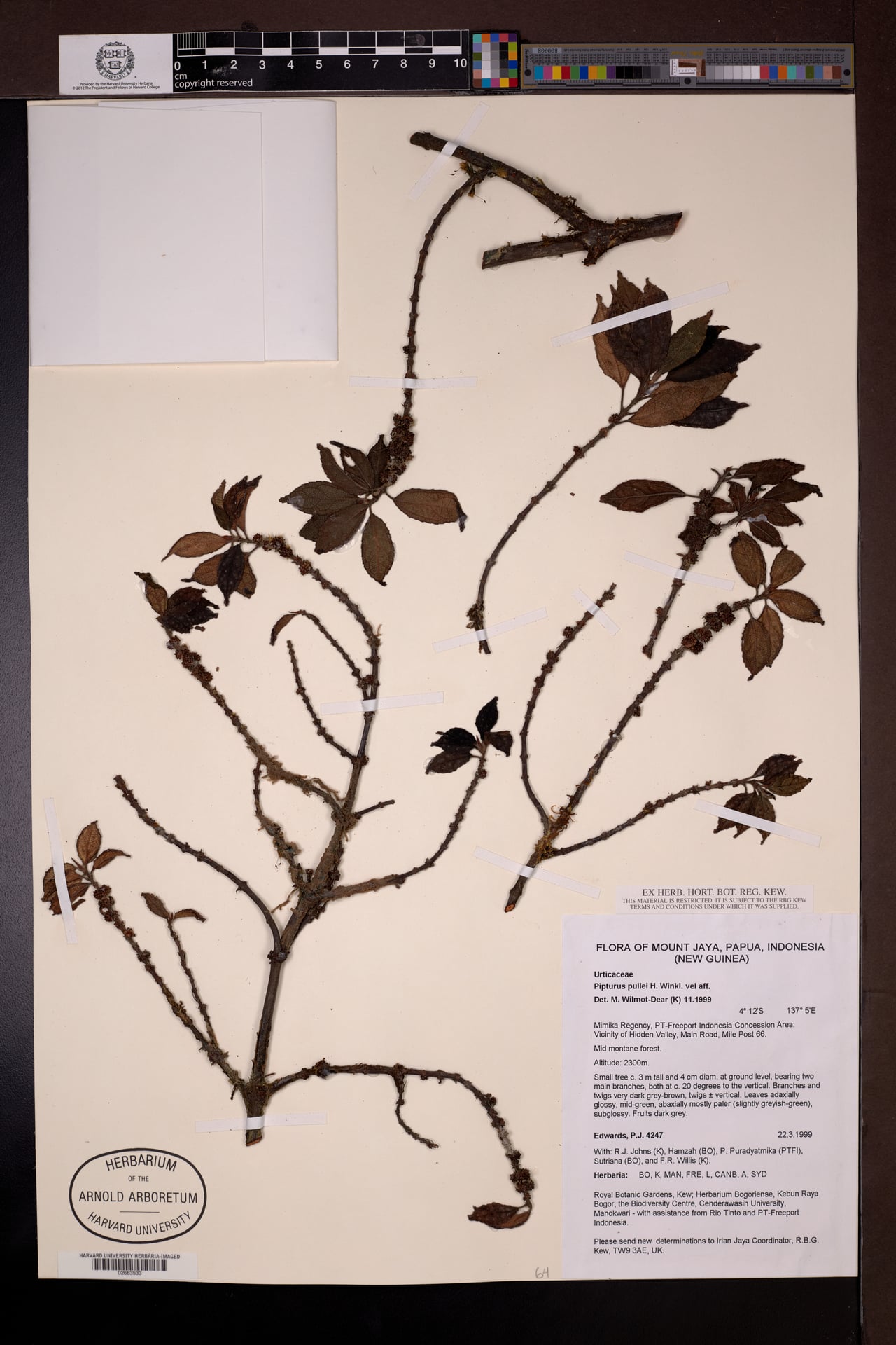 Pipturus pullei — photo