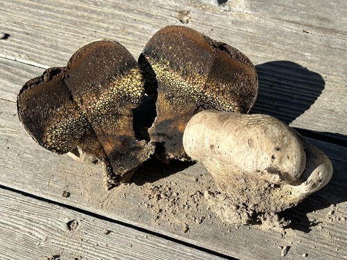 Pisolithaceae