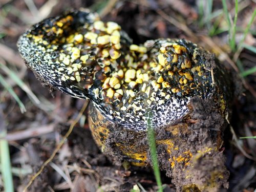 Pisolithus marmoratus — photo