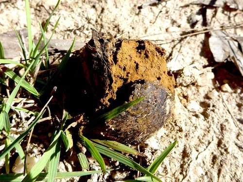 Pisolithus marmoratus — photo