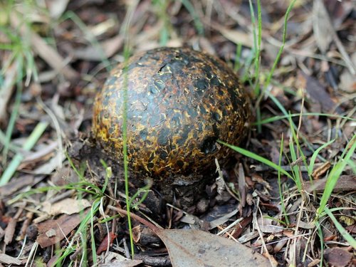 Pisolithus marmoratus