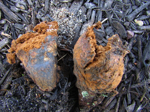 Pisolithus tinctorius (Puffball) — photo