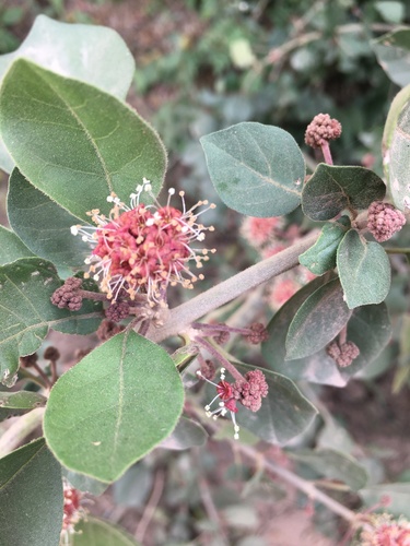 Pisonia capitata — photo