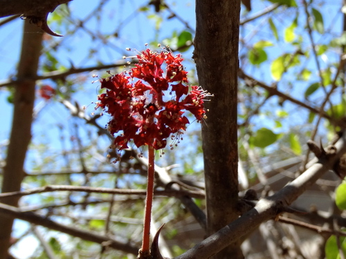 Pisonia capitata — photo