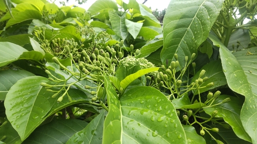 Pisonia grandis (Pisonia tree) — photo