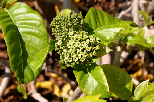 Pisonia grandis (Pisonia tree) — photo