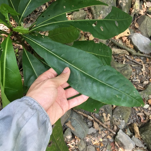 Pisonia umbellifera (Bird lime tree) — photo