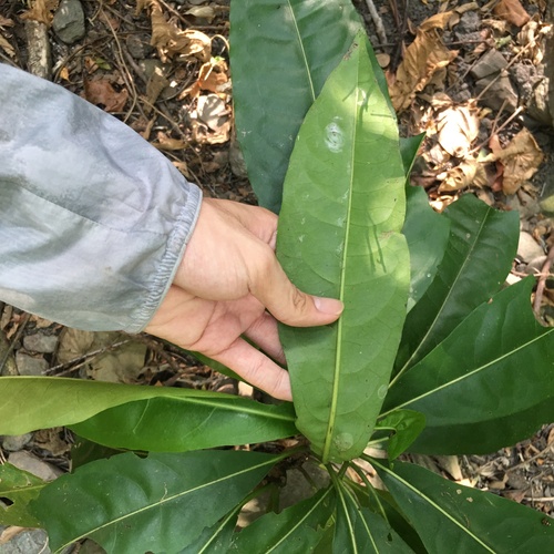 Pisonia umbellifera (Bird lime tree) — photo