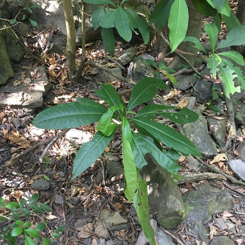 Pisonia umbellifera