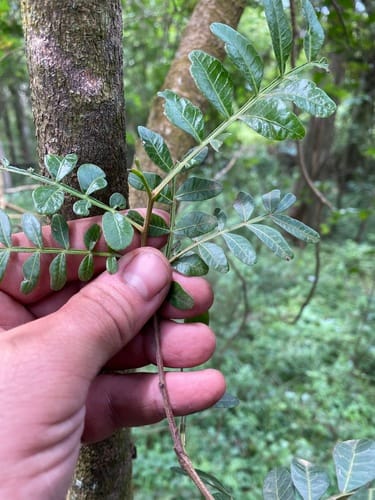 Pistacia aethiopica — photo