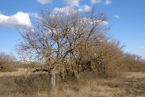 Pistacia atlantica (Atlantic pistachio) — photo