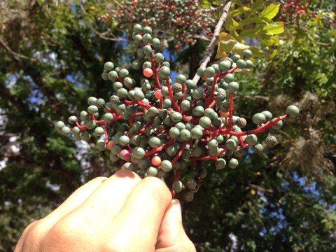 Pistacia chinensis (Chinese pistachio) — photo